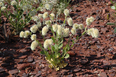 APII jpeg image of Ptilotus auriculifolius  © contact APII