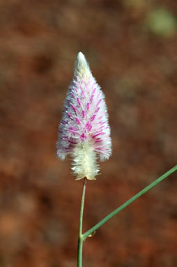 APII jpeg image of Ptilotus calostachyus  © contact APII