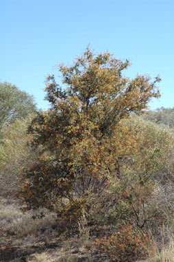 APII jpeg image of Acacia inaequilatera  © contact APII