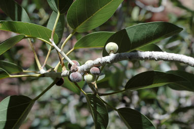 APII jpeg image of Ficus platypoda  © contact APII