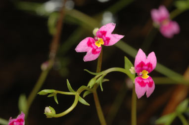 APII jpeg image of Stylidium fluminense  © contact APII