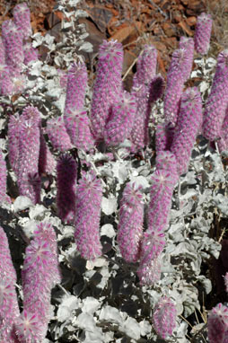 APII jpeg image of Ptilotus rotundifolius  © contact APII