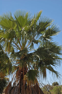 APII jpeg image of Washingtonia filifera  © contact APII