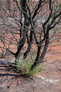 APII jpeg image of Hakea chordophylla  © contact APII