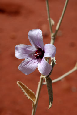 APII jpeg image of Hibiscus brachychlaenus  © contact APII