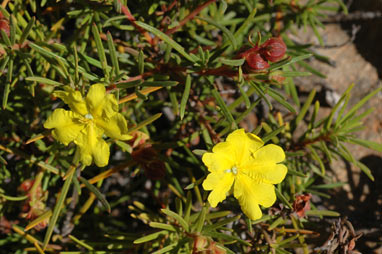 APII jpeg image of Hibbertia spicata subsp. spicata  © contact APII