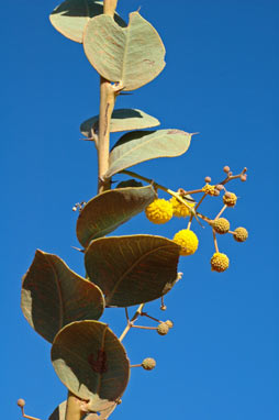 APII jpeg image of Acacia pyrifolia  © contact APII