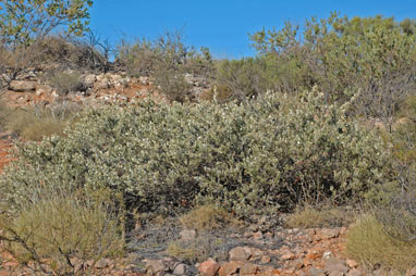 APII jpeg image of Grevillea variifolia var. variifolia  © contact APII