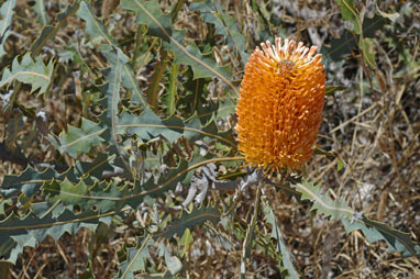 APII jpeg image of Banksia ashbyi  © contact APII