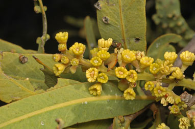 APII jpeg image of Alectryon oleifolius subsp. oleifolius  © contact APII