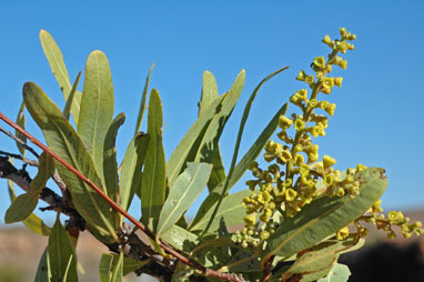 APII jpeg image of Alectryon oleifolius subsp. oleifolius  © contact APII