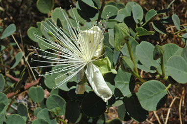 APII jpeg image of Capparis  © contact APII