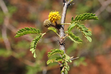 APII jpeg image of Vachellia farnesiana  © contact APII