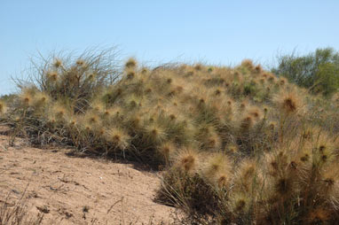 APII jpeg image of Spinifex longifolius  © contact APII