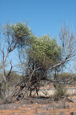 APII jpeg image of Ptilotus divaricatus  © contact APII