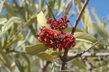 APII jpeg image of Alectryon oleifolius subsp. oleifolius  © contact APII