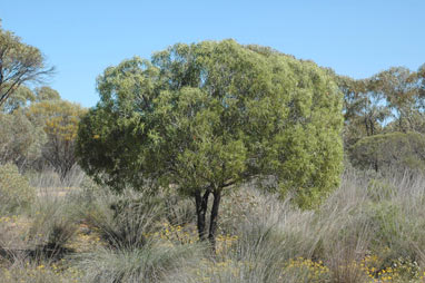 APII jpeg image of Santalum acuminatum  © contact APII