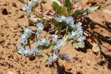 APII jpeg image of Limonium lobatum  © contact APII