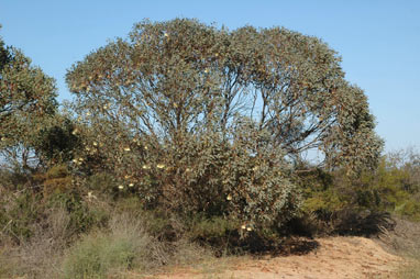 APII jpeg image of Eucalyptus pyriformis  © contact APII