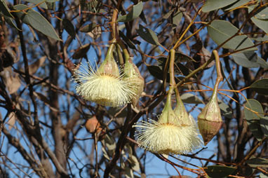 APII jpeg image of Eucalyptus pyriformis  © contact APII