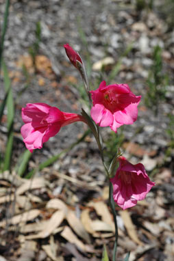 APII jpeg image of Gladiolus caryophyllaceus  © contact APII