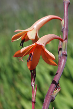 APII jpeg image of Watsonia meriana var. bulbillifera  © contact APII