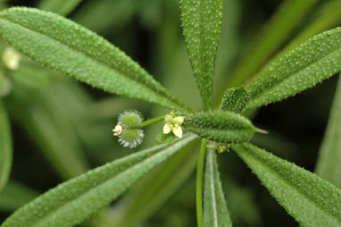 APII jpeg image of Galium aparine  © contact APII