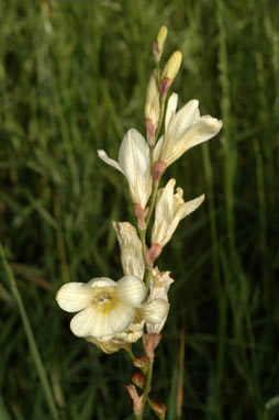 APII jpeg image of Tritonia lineata  © contact APII