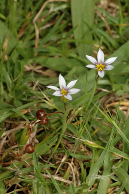 APII jpeg image of Sisyrinchium rosulatum  © contact APII