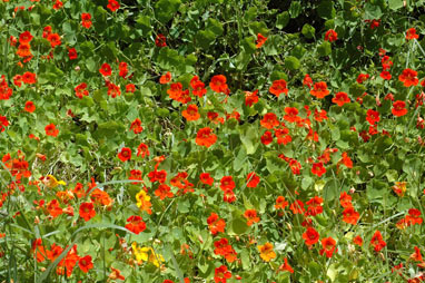 APII jpeg image of Tropaeolum majus  © contact APII