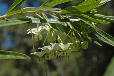 APII jpeg image of Gomphocarpus fruticosus  © contact APII