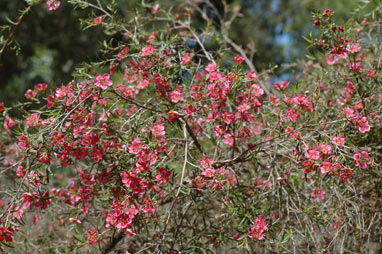 APII jpeg image of Leptospermum 'Bywong Merinda'  © contact APII