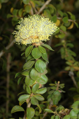 APII jpeg image of Melaleuca megacephala  © contact APII