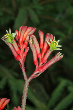 APII jpeg image of Anigozanthos 'Bush Inferno'  © contact APII