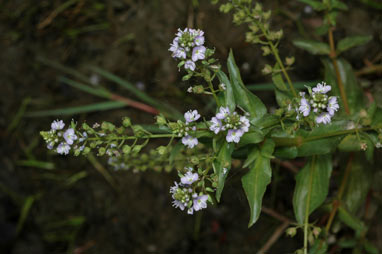 APII jpeg image of Veronica anagallis-aquatica  © contact APII