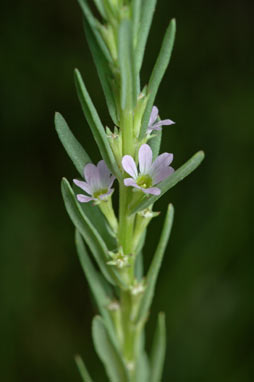 APII jpeg image of Lythrum hyssopifolia  © contact APII