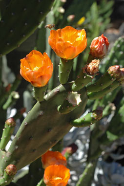 APII jpeg image of Opuntia tomentosa  © contact APII