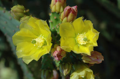 APII jpeg image of Opuntia schickendantzii  © contact APII