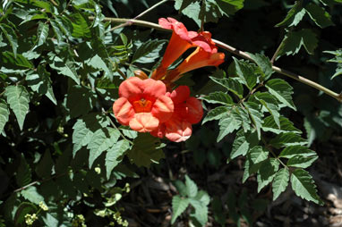 APII jpeg image of Campsis radicans  © contact APII