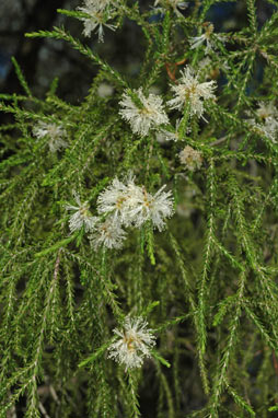 APII jpeg image of Melaleuca tamariscina subsp. irbyana  © contact APII