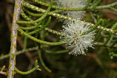 APII jpeg image of Melaleuca thyoides  © contact APII