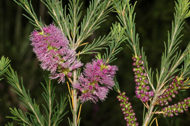 APII jpeg image of Melaleuca erubescens  © contact APII