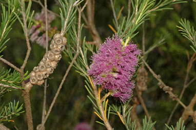 APII jpeg image of Melaleuca erubescens  © contact APII