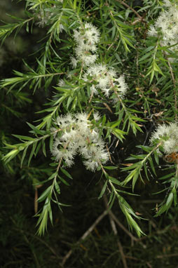 APII jpeg image of Melaleuca bracteata  © contact APII