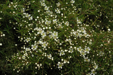 APII jpeg image of Babingtonia similis 'Howie's Feathertip'  © contact APII