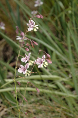 APII jpeg image of Arthropodium milleflorum  © contact APII