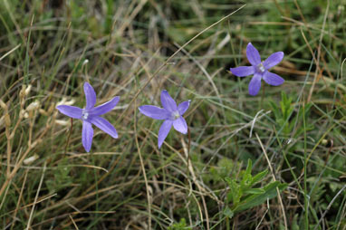 APII jpeg image of Wahlenbergia densifolia  © contact APII