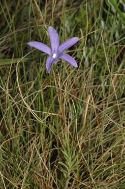 APII jpeg image of Wahlenbergia densifolia  © contact APII