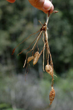 APII jpeg image of Thysanotus tuberosus subsp. tuberosus  © contact APII