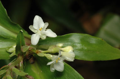 APII jpeg image of Pollia crispata  © contact APII